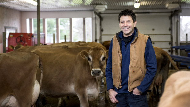 Des vaches canadiennes errantes