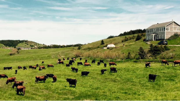 Hommage à la vache canadienne à la Folle virée gourmande des Îles-de-la-Madeleine
